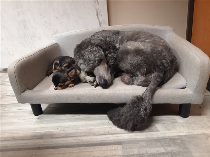 Königspudel/Großpudel Deckrüde kein Verkauf