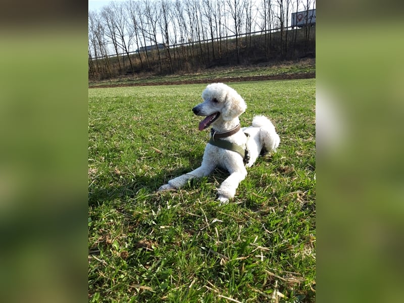 Großpudel/Königspudel Deckrüde kein Verkauf