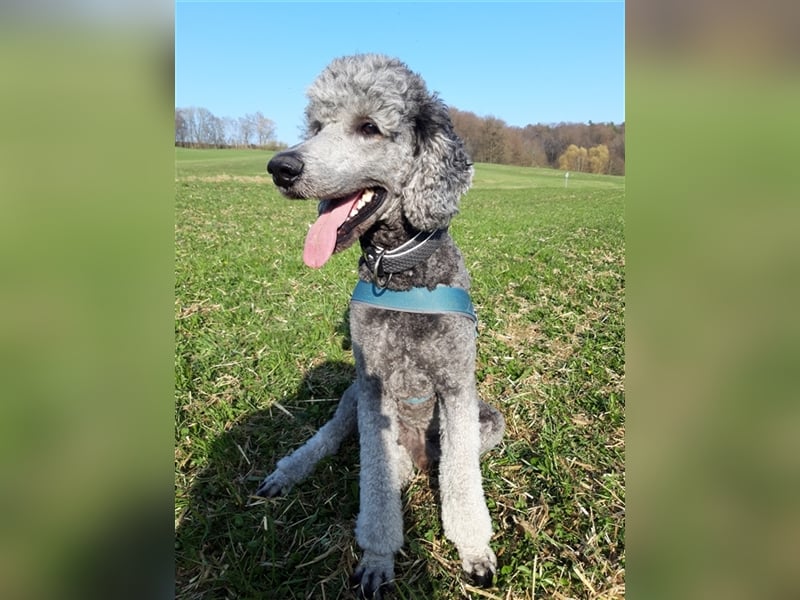 Königspudel/Großpudel Deckrüde kein Verkauf