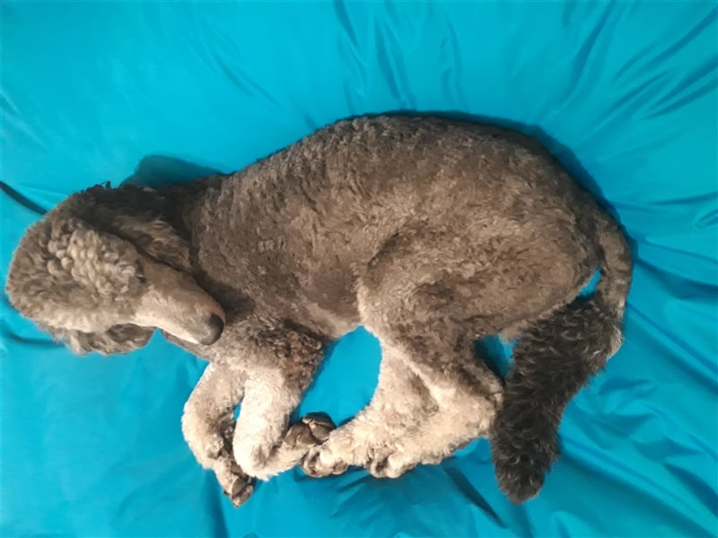 Königspudel/Großpudel Deckrüde kein Verkauf