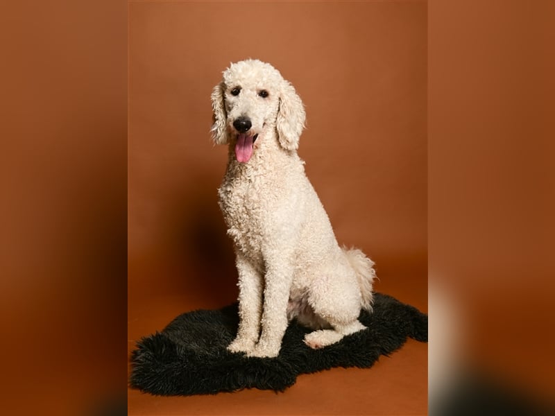 Großpudel/Königspudel Deckrüde kein Verkauf