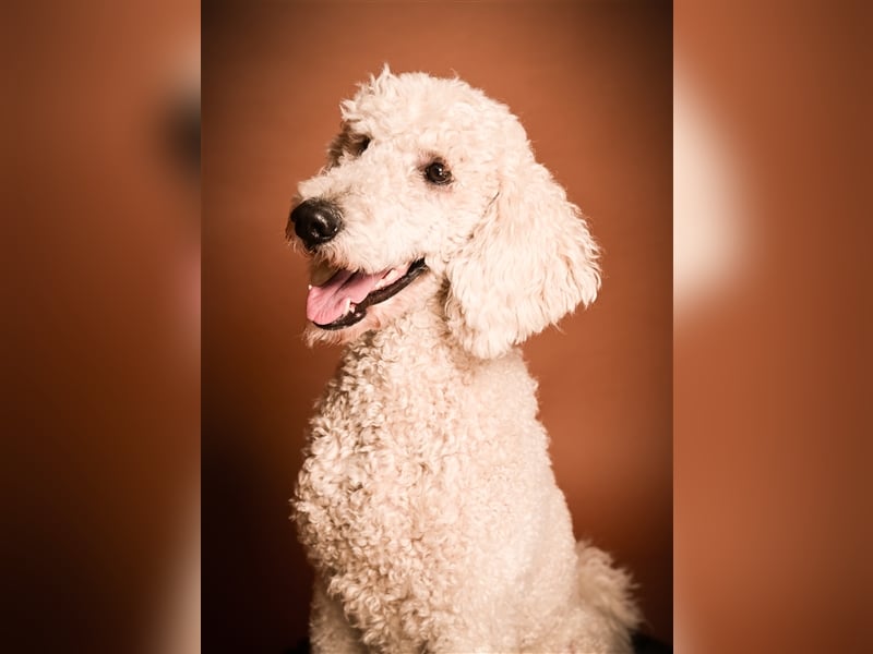 Großpudel/Königspudel Deckrüde kein Verkauf