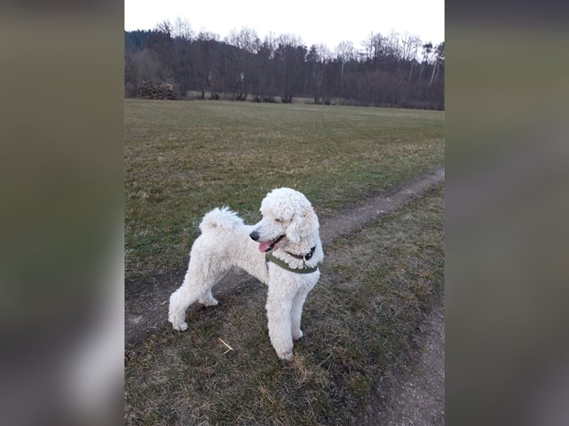 Großpudel/Königspudel Deckrüde kein Verkauf