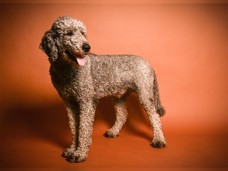 Königspudel/Großpudel Deckrüde kein Verkauf