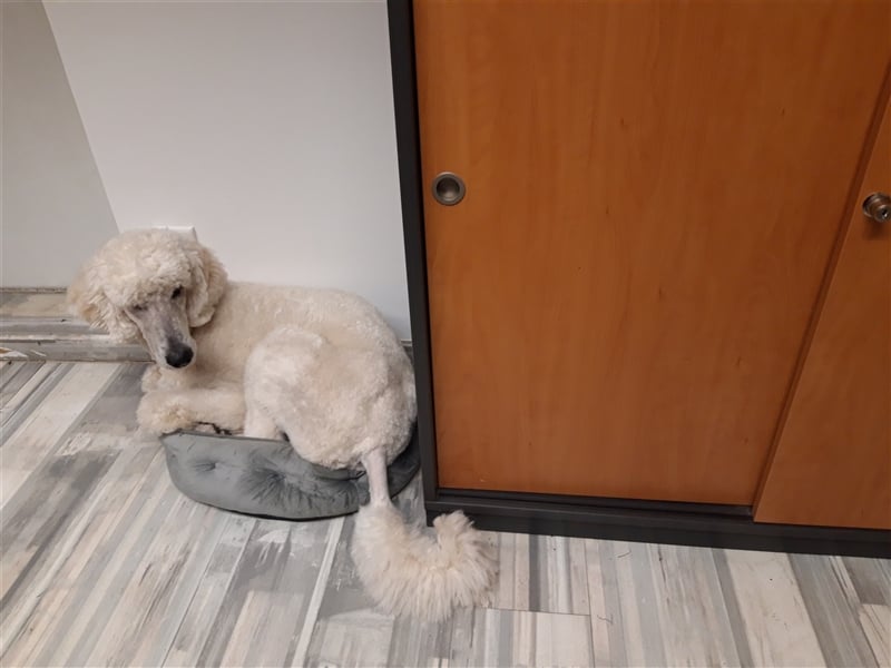 Großpudel/Königspudel Deckrüde kein Verkauf