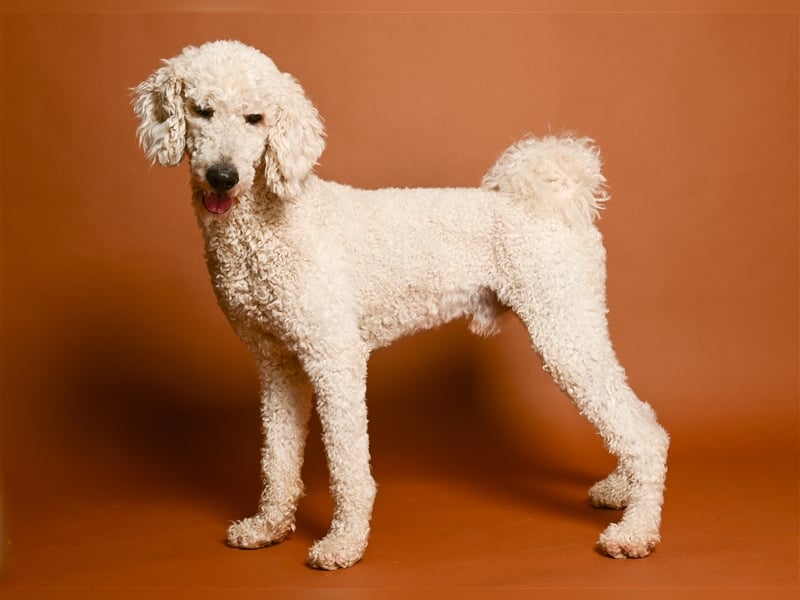 Großpudel/Königspudel Deckrüde kein Verkauf