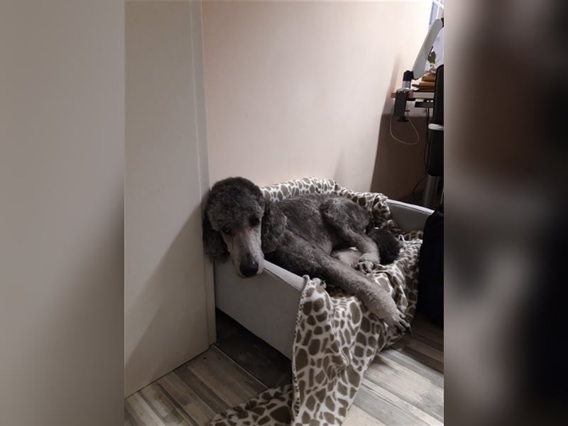 Königspudel/Großpudel Deckrüde kein Verkauf