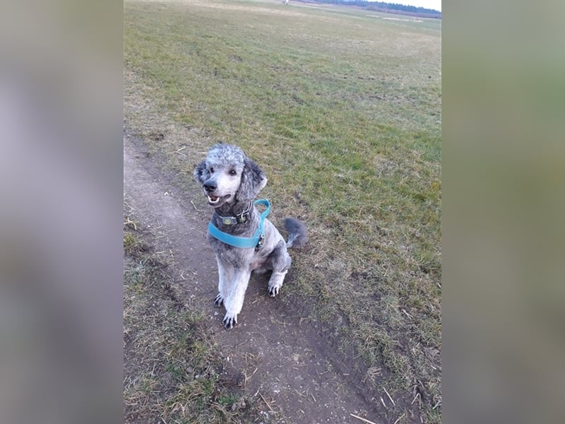 Königspudel/Großpudel Deckrüde kein Verkauf