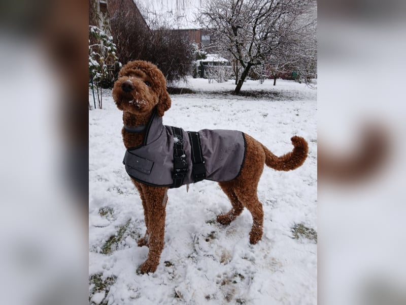 Großpudel Deckrüde, Ahnentafel aus Championzucht