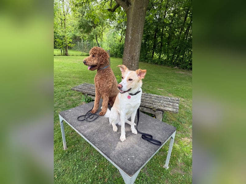 Großpudel Deckrüde, Ahnentafel aus Championzucht