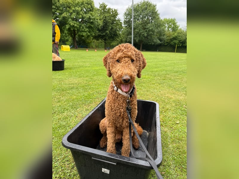 Großpudel Deckrüde, Ahnentafel aus Championzucht