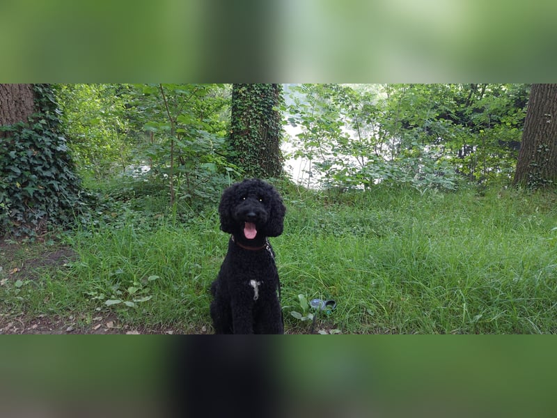 Deckrüde Großpudel