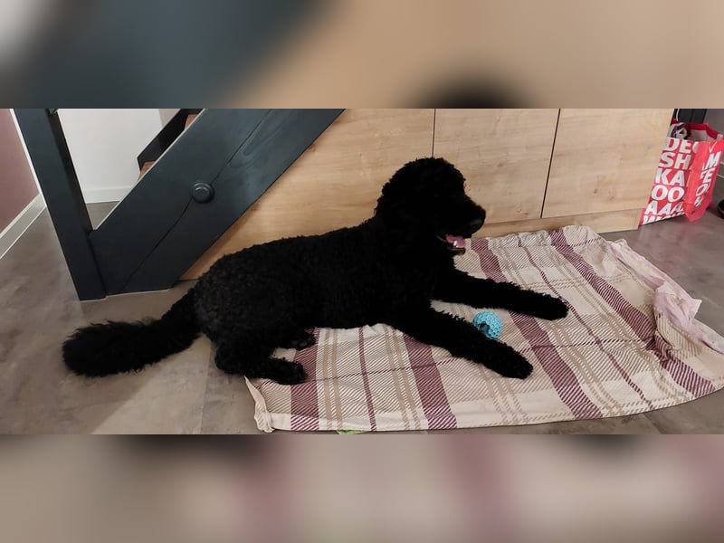 Deckrüde Großpudel