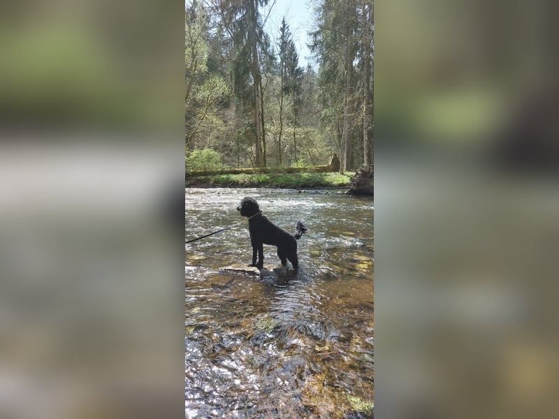 Deckrüde Großpudel