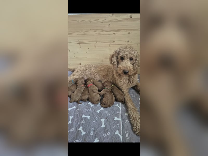 Pudel Welpen VDH/FCI Papiere Grosspudel fawn/ aprikot/ rot FCI/ VDH/VDP