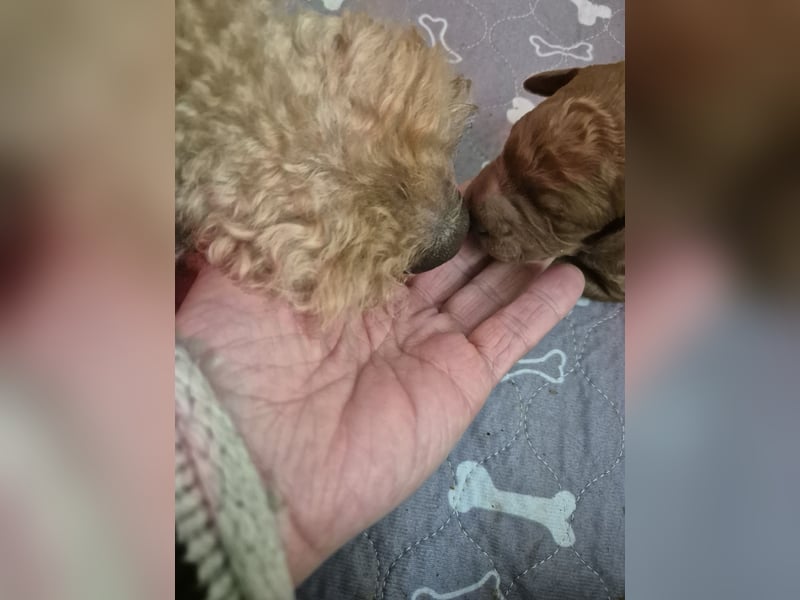 Pudel Welpen VDH/FCI Papiere Grosspudel fawn/ aprikot/ rot FCI/ VDH/VDP