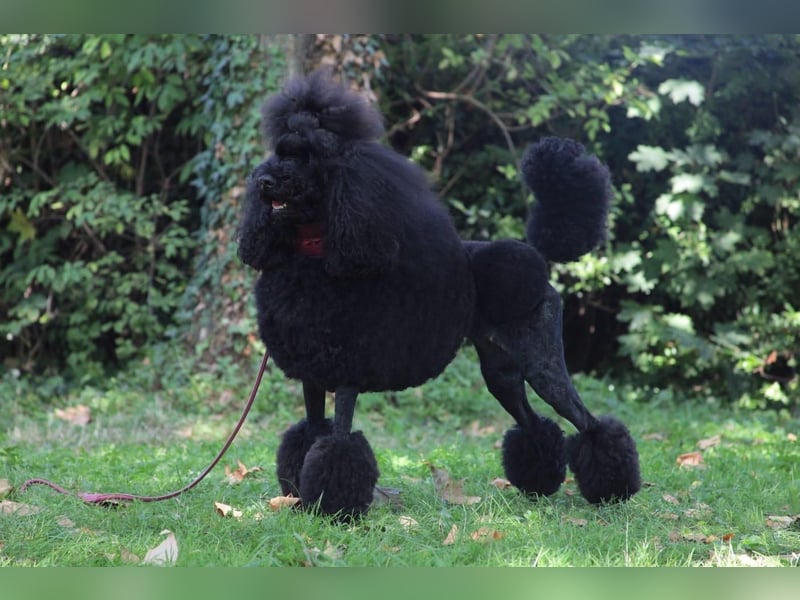 Grosspudel Welpen schwarz