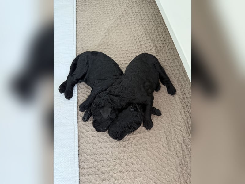 VDH Welpen Großpudel schwarz Pudel Königspudel