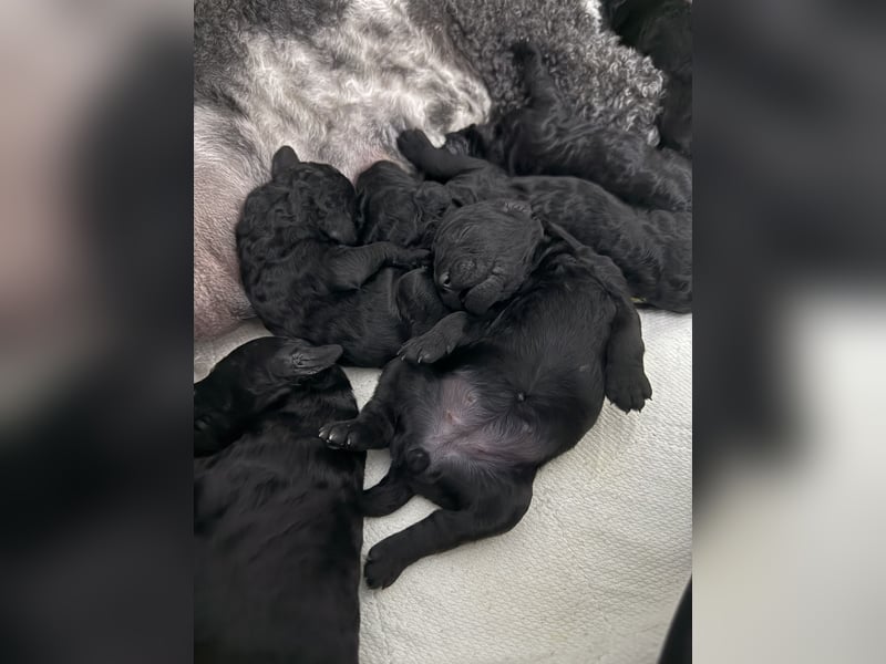 VDH Welpen Großpudel schwarz Pudel Königspudel