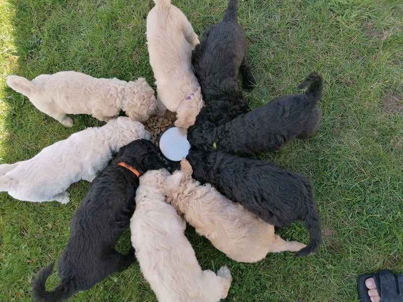 Königspudel / Großpudel Welpen