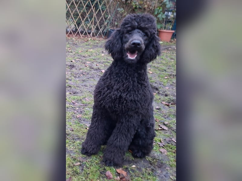 Großpudel / Königspudel Junghunde in schwarz mit DPK-VDH-FCI Papieren und EU-Heimtierpass