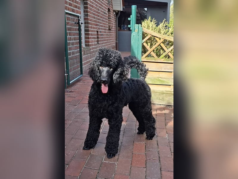 Großpudel / Königspudel Junghunde in schwarz mit DPK-VDH-FCI Papieren und EU-Heimtierpass