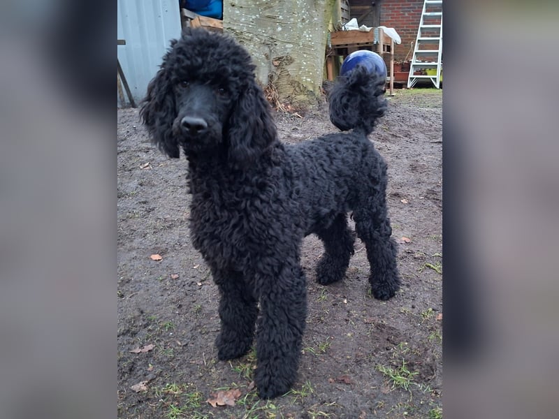 Großpudel / Königspudel Junghunde in schwarz mit DPK-VDH-FCI Papieren und EU-Heimtierpass