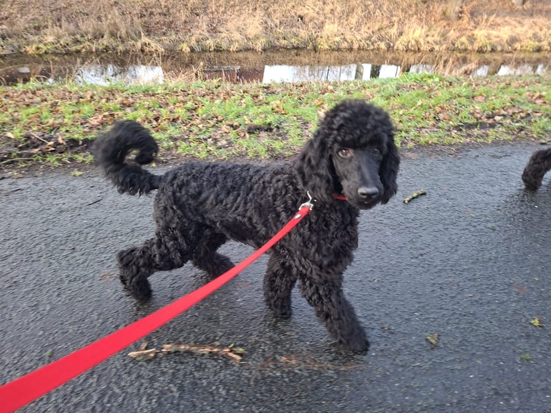 Großpudel / Königspudel Junghunde in schwarz mit DPK-VDH-FCI Papieren und EU-Heimtierpass