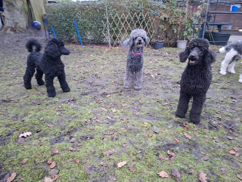 Großpudel / Königspudel Junghunde in schwarz mit DPK-VDH-FCI Papieren und EU-Heimtierpass