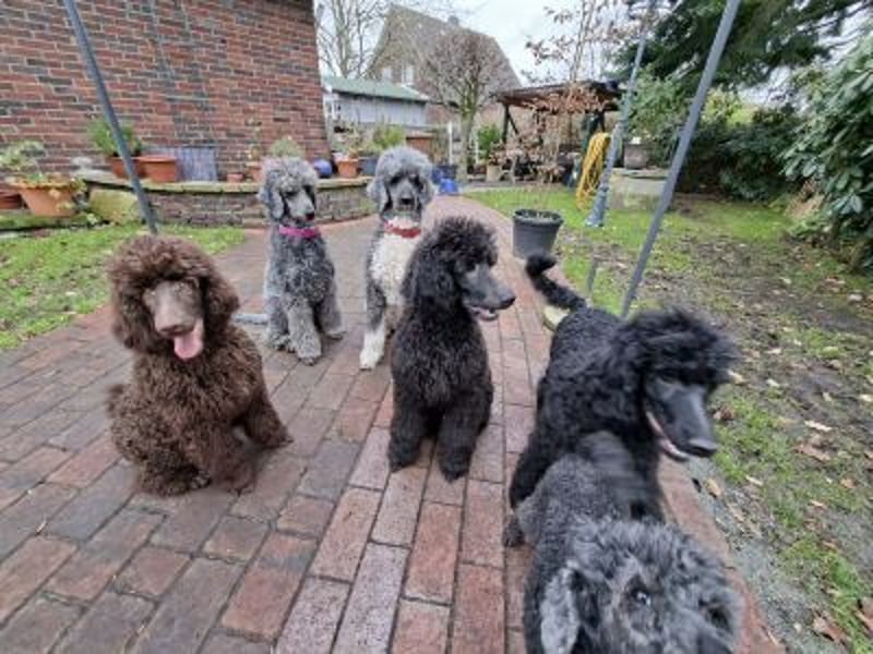 Großpudel / Königspudel Welpen 5 Monate alt  in schwarz mit DPK-VDH-FCI Papieren und EU-Heimtierpass