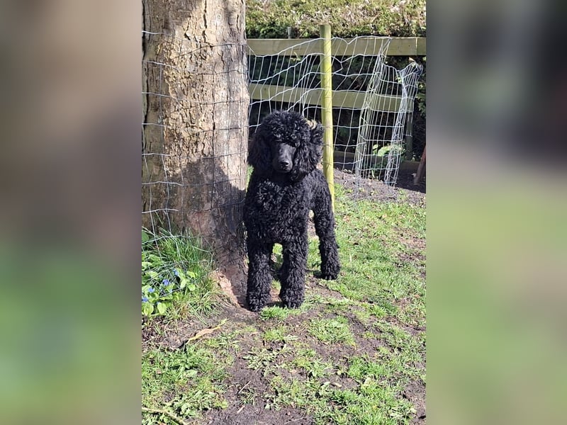 Großpudel / Königspudel Junghunde in schwarz mit DPK-VDH-FCI Papieren und EU-Heimtierpass