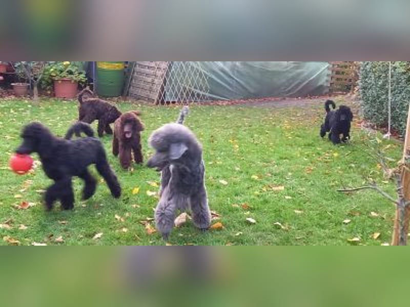Großpudel Welpen in schwarz und braun mit DPK-VDH-FCI Papieren und EU-Heimtierpass