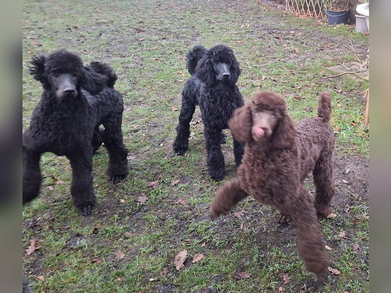 Großpudel / Königspudel Welpen 5 Monate alt  in schwarz mit DPK-VDH-FCI Papieren und EU-Heimtierpass