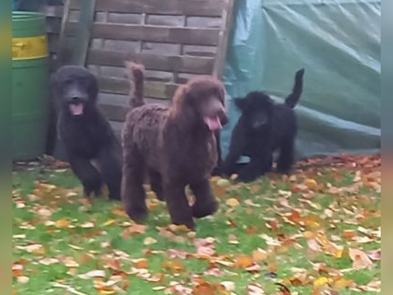 Großpudel Welpen in schwarz und braun mit DPK-VDH-FCI Papieren und EU-Heimtierpass