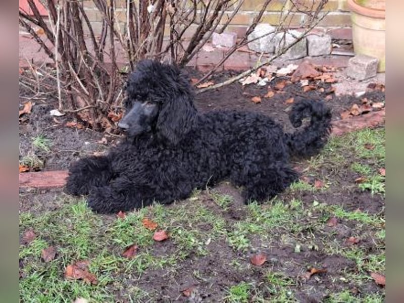 Großpudel / Königspudel Welpen 5 Monate alt  in schwarz mit DPK-VDH-FCI Papieren und EU-Heimtierpass