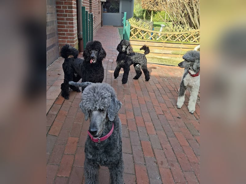 Großpudel / Königspudel Junghunde in schwarz mit DPK-VDH-FCI Papieren und EU-Heimtierpass