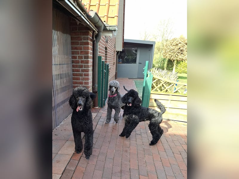 Großpudel / Königspudel Junghunde in schwarz mit DPK-VDH-FCI Papieren und EU-Heimtierpass