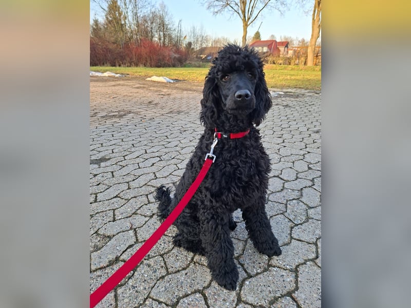 Großpudel / Königspudel Junghunde in schwarz mit DPK-VDH-FCI Papieren und EU-Heimtierpass