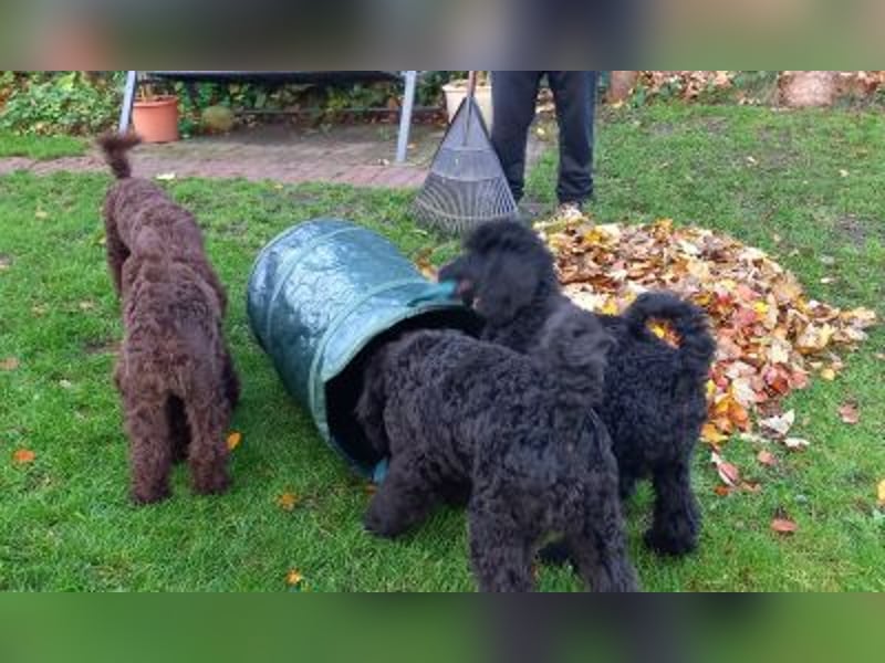 Großpudel Welpen in schwarz und braun mit DPK-VDH-FCI Papieren und EU-Heimtierpass