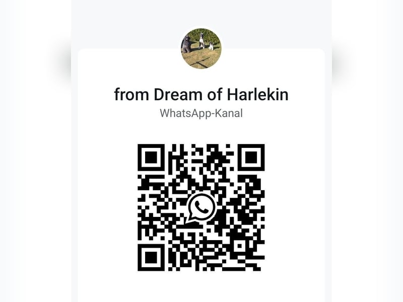 Großpudel Welpen in schwarz und braun mit DPK-VDH-FCI Papieren und EU-Heimtierpass