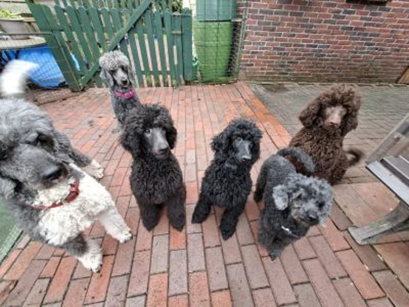 Großpudel / Königspudel Welpen 5 Monate alt  in schwarz mit DPK-VDH-FCI Papieren und EU-Heimtierpass