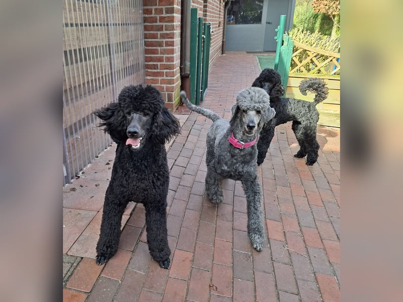 Großpudel / Königspudel Junghunde in schwarz mit DPK-VDH-FCI Papieren und EU-Heimtierpass