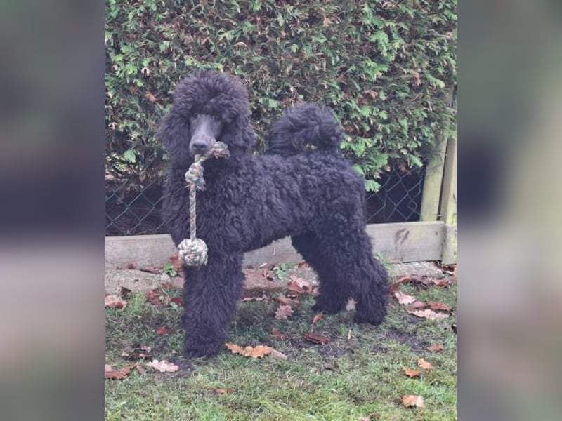 Großpudel / Königspudel Welpen 5 Monate alt  in schwarz mit DPK-VDH-FCI Papieren und EU-Heimtierpass