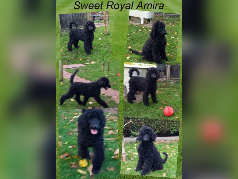 Großpudel Welpen in schwarz und braun mit DPK-VDH-FCI Papieren und EU-Heimtierpass