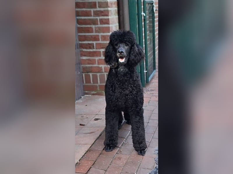 Großpudel / Königspudel Junghunde in schwarz mit DPK-VDH-FCI Papieren und EU-Heimtierpass