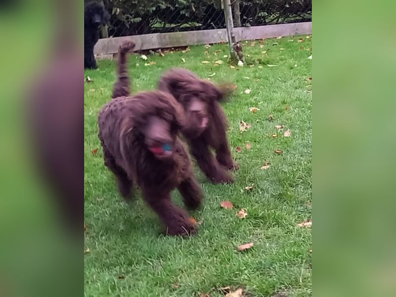 Großpudel Welpen in schwarz und braun mit DPK-VDH-FCI Papieren und EU-Heimtierpass