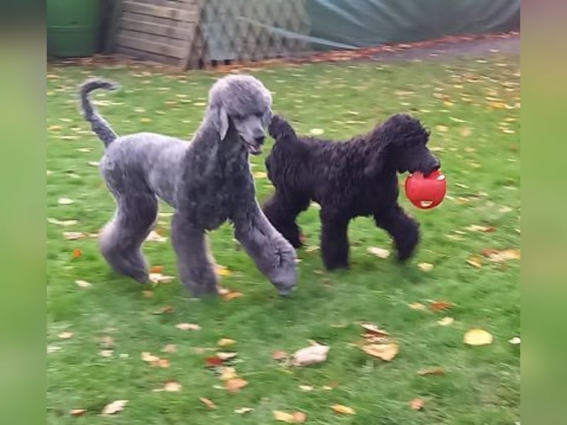 Großpudel Welpen in schwarz und braun mit DPK-VDH-FCI Papieren und EU-Heimtierpass