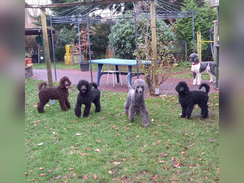Großpudel Welpen in schwarz und braun mit DPK-VDH-FCI Papieren und EU-Heimtierpass