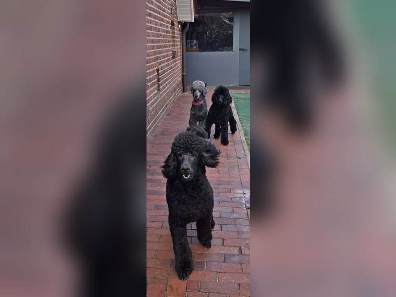 Großpudel / Königspudel Junghunde in schwarz mit DPK-VDH-FCI Papieren und EU-Heimtierpass