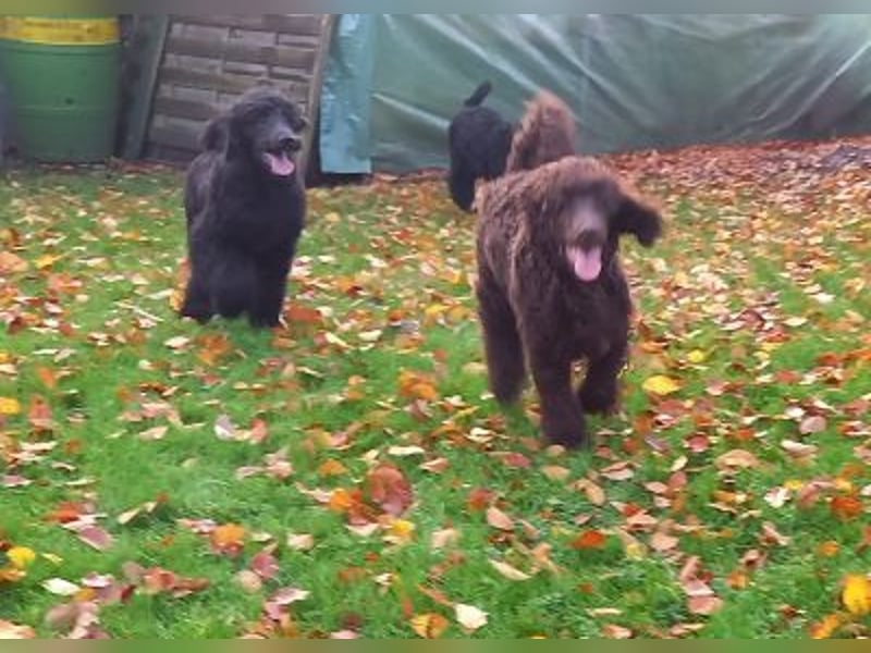 Großpudel Welpen in schwarz und braun mit DPK-VDH-FCI Papieren und EU-Heimtierpass